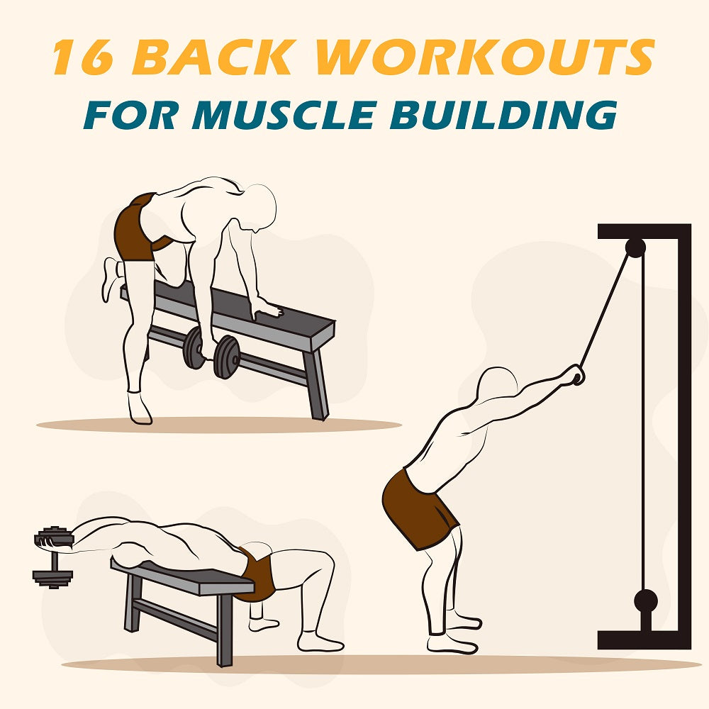 16 Back Workouts for Muscle Building [Infographic]
