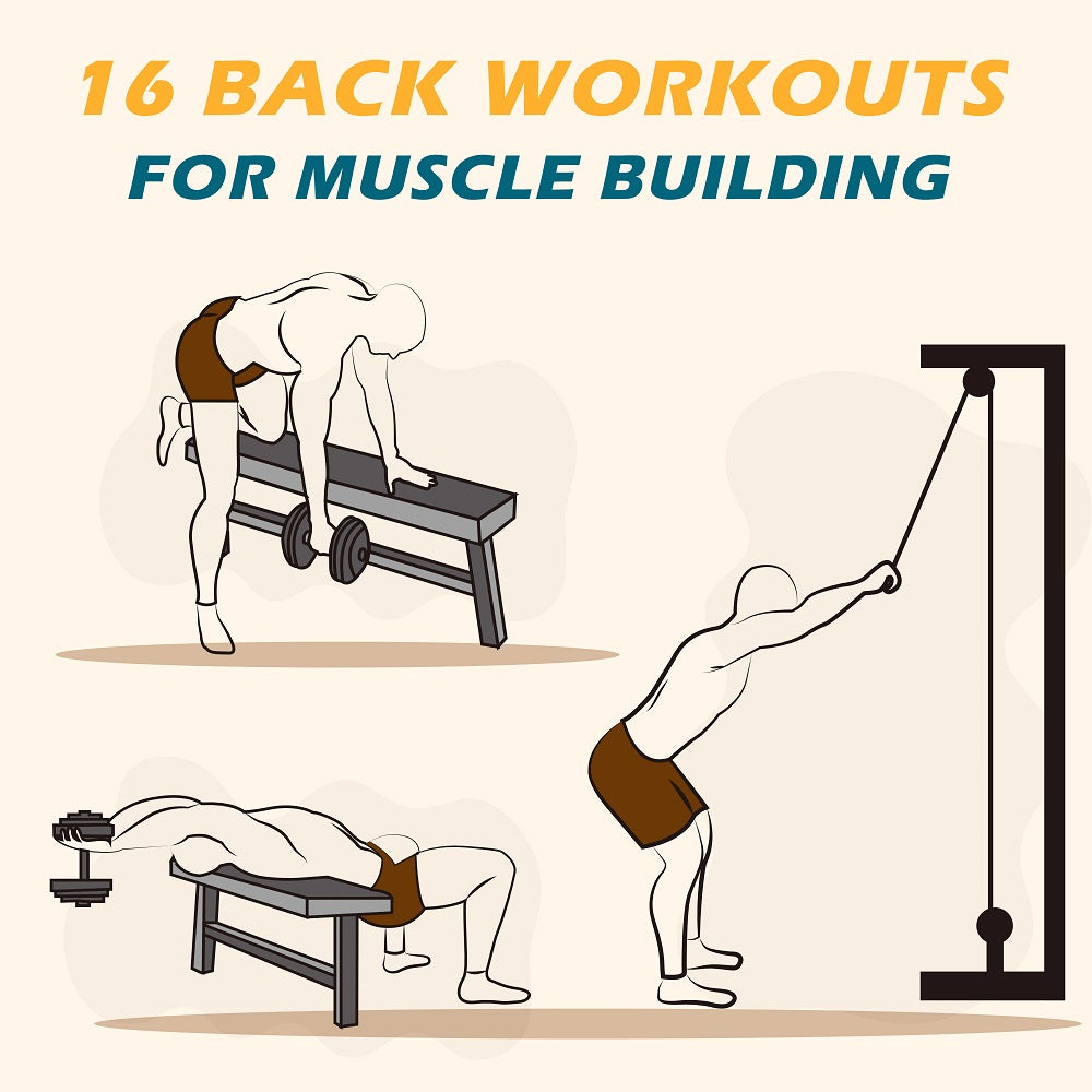 16 back workouts for muscle-building : r/Infographics